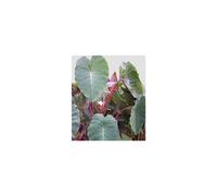 Colocasia Pink China | 5 bulbs | Hardy Taro Plant