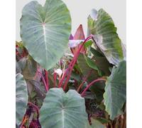 Colocasia Pink China 5 Bulbs Hardy Taro Plant