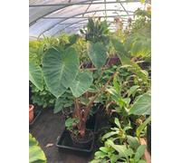 Colocasia Pink China Plug Plant Hardy Taro Plant