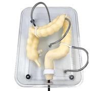 Colon Model, Medical Colon Model Soft Virtual Colonoscopy Training Model, Understanding The Internal Structure and Pathology Of The Colon for Nursing Training Display Research