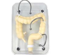 Colonoscopy Training Model - Soft Simulation for Medical and Nursing Education, Virtual Colon Training for Enhanced Skills Development