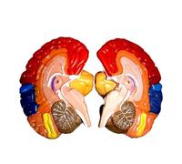Color-Coded Cerebral Anatomy and Neck Muscles Model 2-Part Human Brain with Functional Area Mapping Medical Teaching Human Torso Model