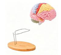 Color Coded Head Structure Anatomy Model Enlarged Human Head Anatomy Model with Detachable Components for Classroom Clinical Teaching Mind