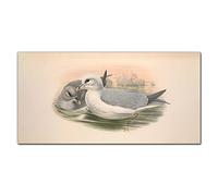 Coloray Splashback 39.37 x 19.68 inch / 100x50cm Glass Print Tempered Glass Kitchen Cooker Protector Glass Art Wall Picture Kitchen Protection - Birds Animals