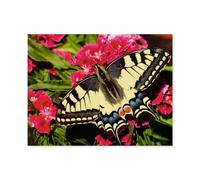 Colorful animals - butterfly，Jigsaws Puzzles 1000 Pieces Classic Jigsaws Educational Games Toys，Best Gift for Adults and Kids（75x50cm）-B30