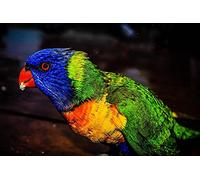 Colorful Feather Parrot Pattern Puzzle,Adult Puzzle,Paper Puzzle,1000 Piece Puzzle for Adults50x70cm