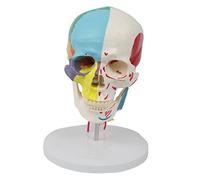 Colorful human skull with cervical column model anatomy 7 cervical vertebrae with half bone color separation half muscle