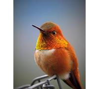 Colorful Hummingbird-8000-Piece Puzzle Game for Adults, Family Education, Intellectual Development, Stress Relief 14 years+