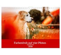 Colorful on four paws through the new year UK-Version (Wall Calendar 2026 DIN A4 Landscape), CALVENDO 12 Month Wall Calendar
