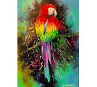 Colorful Parrot