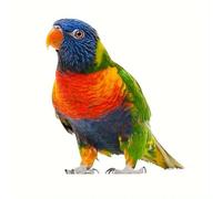 Colorful Parrot PVC Vinyl Car Decals Stickers Waterproof Self-Adhesive Decals for Cars, Laptops, Trucks, Motorcycles Wall Window Luggage Scratch Cover Door Decor Sticker