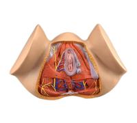 Colorful Teaching Model Female Perineum Anatomical Model Human Anatomy Model Gynecological Anatomy Model Female Reproductive Organs Model Organs Model