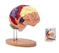 Colors Enlarged Human Brain Model 2X Teaching Model 4 Parts with Base 50 Labels Anatomically Accurate Brain Model for Psychology
