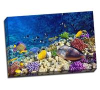 Colourful Coral And Fish In The Red Sea Egypt Canvas Art Print Poster 30"X 20" Inches