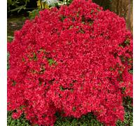 Colourful Garden Shrub Red Azalea japonica Evergreen Plant Supplied in 2L Pot