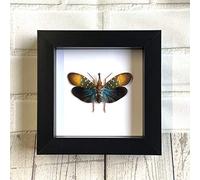Colourful Lanternfly (Pyrops gunjii) Cicada | Deep Shadow Box Display | Genuine Specimen | Frame Size 15 x 15cm