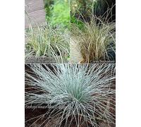 YouGarden Colourful Ornamental Grasses Collection x 6 Pack 6 x 9 Green