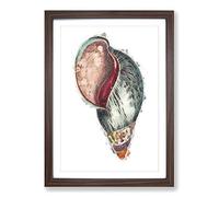 Colourful Seashell by George Shaw Framed Print | A2 Walnut Framed Wall Art | Ready to Hang | Modern Nature Picture | Living Room Bedroom Lounge Office