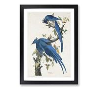 Columbia Jay by John James Audubon Framed Print | A2 Black Framed Wall Art | Ready to Hang | Modern Nature Picture | Living Room Bedroom Lounge Office
