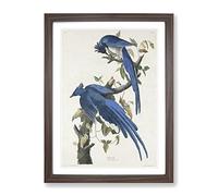 Columbia Jay By John James Audubon Vintage Framed Print | A4 Walnut Framed Wall Art | Ready to Hang | Classic Nature Picture | Living Room Bedroom Lounge Office