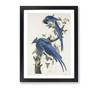Columbia Jay By John James Audubon Vintage Framed Wall Art Print, Ready to Hang Picture for Living Room Bedroom Home Office Décor, Black A4 (34 x 25 cm)