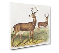 Columbian Black tailed Deer by John Woodhouse Audubon Canvas Print | Gallery Wrapped 30mm Frame Wall Art | 20x20 inches | Ready to Hang | Retro Animals Picture | Living Room Bedroom Lounge Office