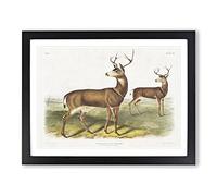 Columbian Black Tailed Deer By John Woodhouse Audubon Vintage Framed Print | A3 Black Framed Wall Art | Ready to Hang | Classic Animal Picture | Living Room Bedroom Lounge Office