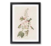 Columbian Hummingbirds by John James Audubon Framed Print | A2 Black Framed Wall Art | Ready to Hang | Modern Nature Picture | Living Room Bedroom Lounge Office