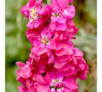 Column Stock American Beauty Fragrant Deep Reddish Pink Double Blooms 1 Packet X 75 Seeds By Thompson & Morgan
