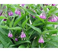 COMFREY - HERB - SYMPHYTUM OFFICINALE -FERTILIZER-SLUG DETTERENT 96 SEEDS by pretty wild seeds