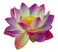 ComfyHarbor Glow in the Dark Lotus Flower Wall Stickers, Self-Adhesive PVC Decal for Bathroom Mirror Tiles Glass, Modern Minimalist Home Decor, Green Blue Pink, 20x20cm(A green)