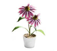 Comgooldool Green Faux Bonsai Tree 29cm Low Maintenance Home Decor