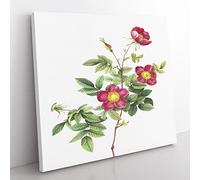 Common Alpine Rose in Pink by Pierre Joseph Redoute Vintage Canvas Wall Art Print Ready to Hang, Framed Picture for Living Room Bedroom Home Office Décor, 50x50 cm (20x20 Inch)