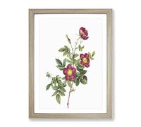 Common Alpine Rose In Pink By Pierre Joseph Redoute Vintage Framed Print | A3 Oak Framed Wall Art | Ready to Hang | Classic Floral Picture | Living Room Bedroom Lounge Office