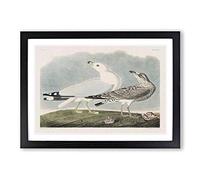 Common American Gulls by John James Audubon Framed Print | A2 Black Framed Wall Art | Ready to Hang | Modern Animal Picture | Living Room Bedroom Lounge Office