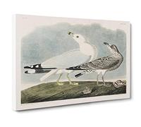 Common American Gulls By John James Audubon Vintage Canvas Wall Art Print Ready to Hang, Framed Picture for Living Room Bedroom Home Office Décor, 20x14 Inch (50x35 cm)