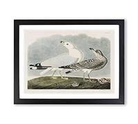 Common American Gulls By John James Audubon Vintage Framed Print | A4 Black Framed Wall Art | Ready to Hang | Classic Animal Picture | Living Room Bedroom Lounge Office