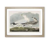 Common American Gulls By John James Audubon Vintage Framed Wall Art Print, Ready to Hang Picture for Living Room Bedroom Home Office Décor, Oak A3 (46 x 34 cm)