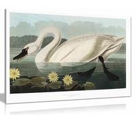 Common American Swan From Birds of America 1827 Framed Canvas Print, Pictures for Home Walls, Bedroom, Living Room & Bathroom Decor 76x51cm (30x20in)
