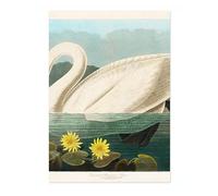 Common American Swan Poster John James Audubon Vintage Bird Illustration Antique Print Ornithology Art, Archival Matte, A3 (Print Only) - 42x29.7cm