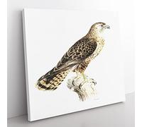 Common Buzzard by Von Wright Vintage Canvas Wall Art Print Ready to Hang, Framed Picture for Living Room Bedroom Home Office Décor, 35x35 cm (14x14 Inch)