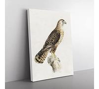 Common Buzzard By Von Wright Vintage Canvas Wall Art Print Ready to Hang, Framed Picture for Living Room Bedroom Home Office Décor, 76x50 cm (30x20 Inch)