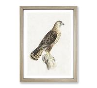 Common Buzzard By Von Wright Vintage Framed Wall Art Print, Ready to Hang Picture for Living Room Bedroom Home Office Décor, Oak A3 (34 x 46 cm)