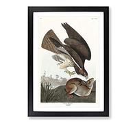 Common Buzzard & Rabbit by John James Audubon Framed Print | A2 Black Framed Wall Art | Ready to Hang | Modern Animal Picture | Living Room Bedroom Lounge Office