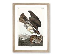 Common Buzzard & Rabbit by John James Audubon Framed Print | A2 Oak Framed Wall Art | Ready to Hang | Modern Animal Picture | Living Room Bedroom Lounge Office
