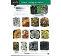Common Churchyard Lichens (WildID)