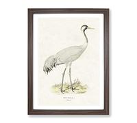 Common Crane By Von Wright Vintage Framed Print | A2 Walnut Framed Wall Art | Ready to Hang | Classic Animal Picture | Living Room Bedroom Lounge Office