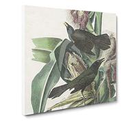 Common Crow Blackbird Bird by John James Audubon Vintage Canvas Wall Art Print Ready to Hang, Framed Picture for Living Room Bedroom Home Office Décor, 20x20 Inch (50x50 cm)
