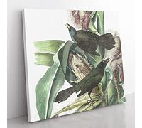 Common Crow Blackbird Bird by John James Audubon Vintage Canvas Wall Art Print Ready to Hang, Framed Picture for Living Room Bedroom Home Office Décor, 50x50 cm (20x20 Inch)