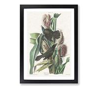 Common Crow Blackbird by John James Audubon Framed Print | A2 Black Framed Wall Art | Ready to Hang | Modern Animal Picture | Living Room Bedroom Lounge Office